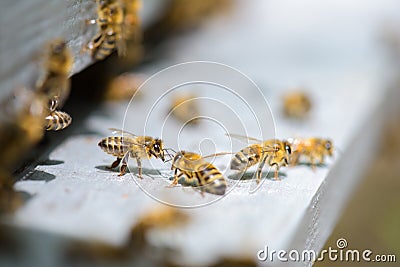 Closeup bees on hive Stock Photo