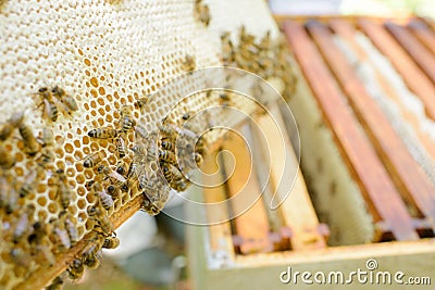 Closeup bees on honey comb Stock Photo
