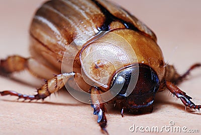 European Chafer June Bug Stock Photo