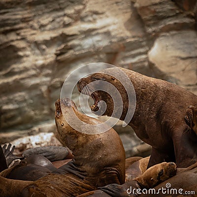 Closeup of the behaviors of many sea lions with a rocky background Stock Photo