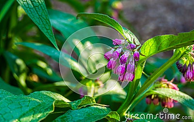 Closeup of the bell shaped flowers of a common comfrey plant, wild plant from Eurasia Stock Photo