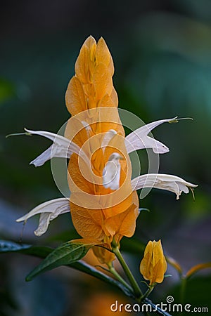 Closeup of Beloperone plumbaginifolia flower from Mexico. It is a species of Justicia Stock Photo