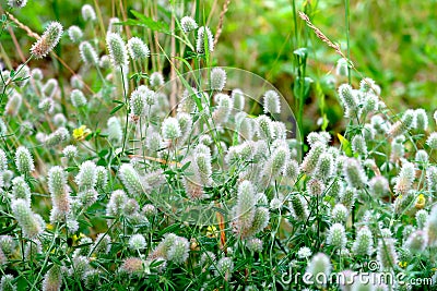 Closeup of beutiful fluffy flowers of Rabbits foot or hare`s foot clover - Trifolium arvense - after the rain, with waterdrops Stock Photo