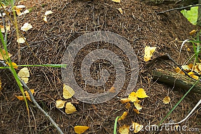 Closeup of big anthill in the woods with colony of ants in autumn forest. Stock Photo