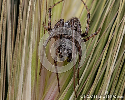 Closeup of a big brown spider on a wheat flower Stock Photo