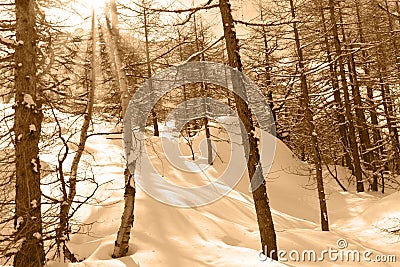 Closeup big flakes of snow on branch. Selective focus of Snowflake on tree during winter.Monochrome photography Stock Photo