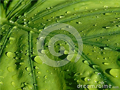 Closeup of a large green Alocasia leaf with drops of rain sliding over it, background of a plant after the rain Stock Photo