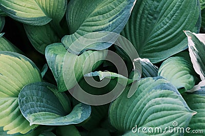 Closeup of big hosta plant leaves pattern, ornamental vegetation, botanical garden Stock Photo