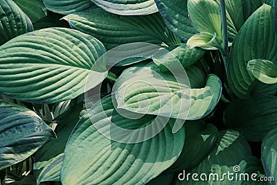 closeup of big hosta plant leaves pattern, ornamental vegetation, botanical garden Stock Photo