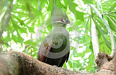 Closeup bird photo of a green Tauraco persa. Stock Photo