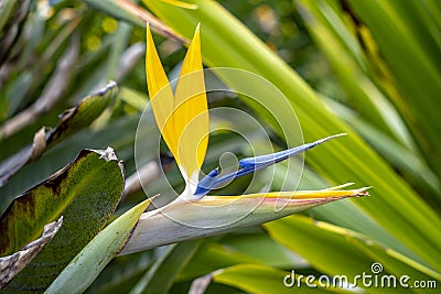 Closeup of birds of paradise flower Stock Photo