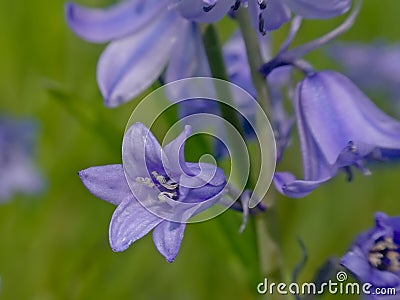 Common bluebell flower macro - Hyacinthoides non-scripta Stock Photo
