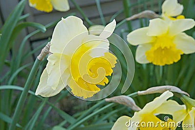 closeup of birght yellow daffodils in the garden - narcissus Stock Photo