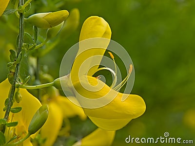 Macro of a birght yellow broom flower Stock Photo