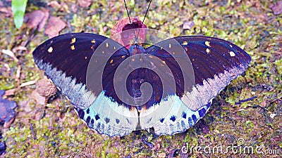 Closeup black butterfly on green leaf Stock Photo
