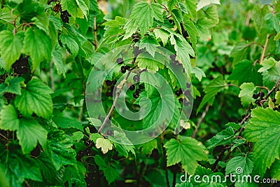 Closeup of black currant growing naturally. Berry in the garden - cultivation and gardening illustration Cartoon Illustration