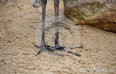 Closeup of the Black Feet and Legs of A Great Egret (Ardea Alba) in Sydney Stock Photo