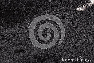 Closeup of black fur cow leather texture background with a white patch. Macro of cow skin Stock Photo