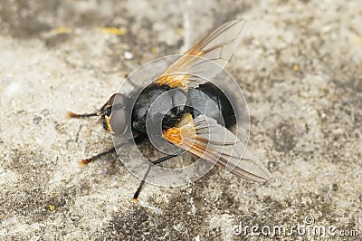 Closeup on a black and orange Noonday fly, Mesembrina meridiana sitting on the ground Stock Photo