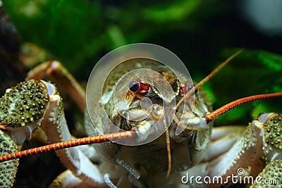 Closeup black and red eyes of river cancer Stock Photo