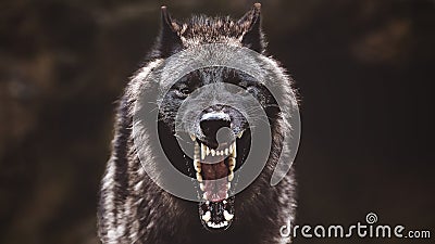 Closeup of a black roaring wolf with a huge mouth and teeth with a blurry background Stock Photo