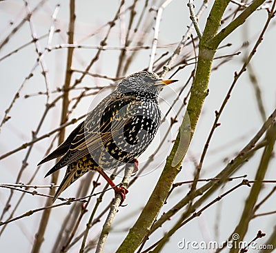 Closeup of a black starling bird Stock Photo