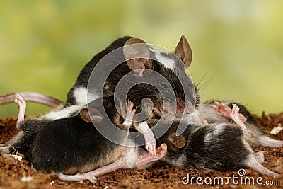 Closeup black and white decorative mouse breastfeed the offspring on green leaves background Stock Photo