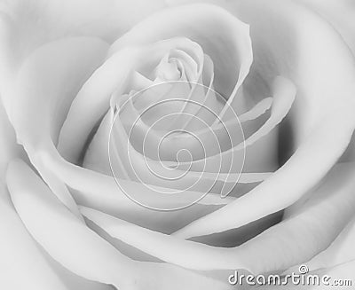 Closeup black and white of rose Stock Photo