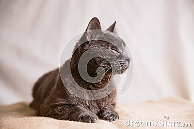 Closeup of blind carthusian cat, cute blind stray kitten disabled cat without eyes Stock Photo