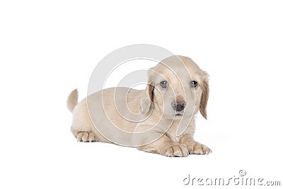 Closeup of a blonde longhaired wire-haired Dachshund dog isolated on a white background Stock Photo