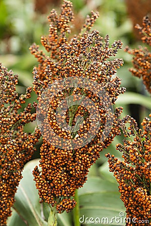 Closeup of Bloom of Sorghum Flower Stock Photo