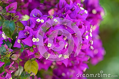 Closeup of blooming Bougainvillea bush, nature background, summer flowers Stock Photo