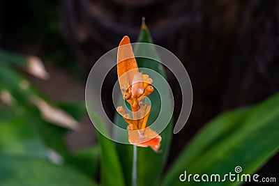 Closeup of a blooming orange heliconia flower Stock Photo