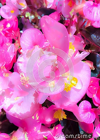 Closeup blooming pink flowers with yellow pollen Stock Photo