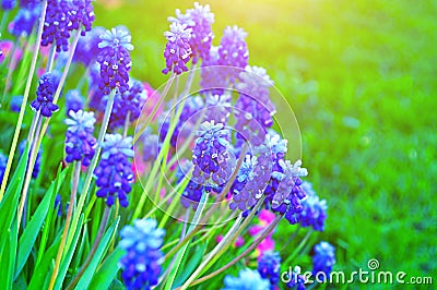 Closeup of blooming spring flowers - muscari. Stock Photo