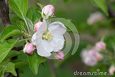 Closeup blossoming apple tree brunch Stock Photo