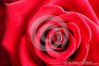 Closeup of blossoming red rose flower as background Stock Photo