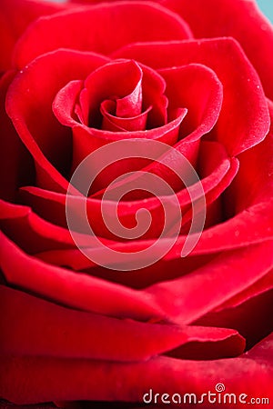 Closeup of blossoming red rose flower as background Stock Photo