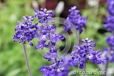 Closeup of blue sage flower clusters in summer Stock Photo