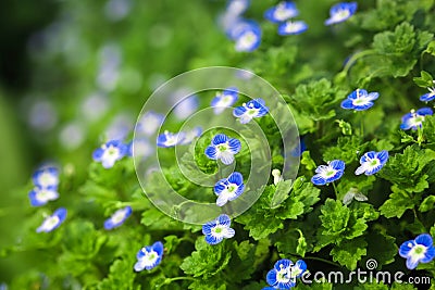 Blue small flower in spring Stock Photo