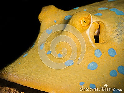 Closeup of a blue-spotted stingray Stock Photo