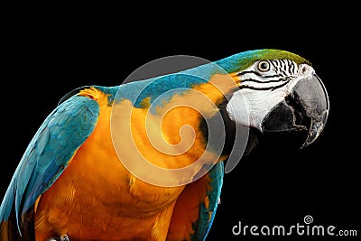 Closeup Blue and Yellow Macaw Parrot Face Isolated on Black Stock Photo
