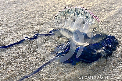 A bluebottle jellyfish on the beach in Australia Stock Photo