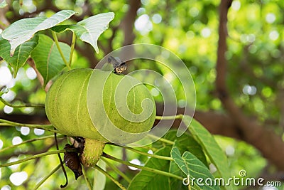 Closeup of Bodhi tree fruit , euphorbiaceae, buddha tree fruit Stock Photo