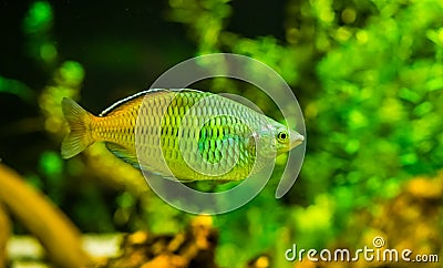 Closeup of a boesemani rainbow fish, popular and colorful fish in aquaculture, tropical Endangered animal specie from papua, Stock Photo