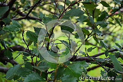 Closeup Bough with leaves Stock Photo