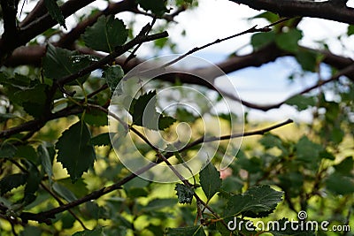 Closeup Bough with leaves Stock Photo