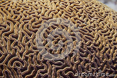 Closeup of Boulder Brain Coral Pattern Stock Photo