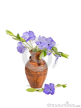Closeup bouquet Lesser periwinkle in the clay jug Stock Photo