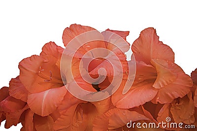 Closeup Of A Bouquet Of Peach Gladiolus Stock Photo